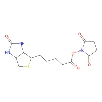 (+)-Biotin N-succinimidyl ester, 98% CAS 35013-72-0