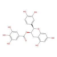 (-)-Epicatechin gallate CAS 1257-08-5